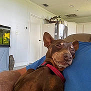 Wally is registered to the contest to win money with this photo: aquarium, arm, blue_shirt, brown_dog, collar, cozy, dog, door, fish_decor, home, indoor, kitchen, living_room, person, pet, refrigerator, relaxation, sleeping, tile_floor, vent