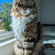 Canelo is registered to the contest to win money with this photo: animal, cat, close_up, cute, domestic, feline, fluffy, fur, green_eyes, house, indoor, natural_light, pet, portrait, relaxed, sitting, sunlight, tabby, whiskers, window