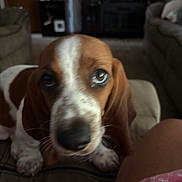 Red is registered to the contest to win money with this photo: dog, puppy, brown, white, indoor, living_room, sofa, carpet, fireplace, blurred, close_up, pet, canine, ears, snout, fur, looking_up, house, cozy, couch