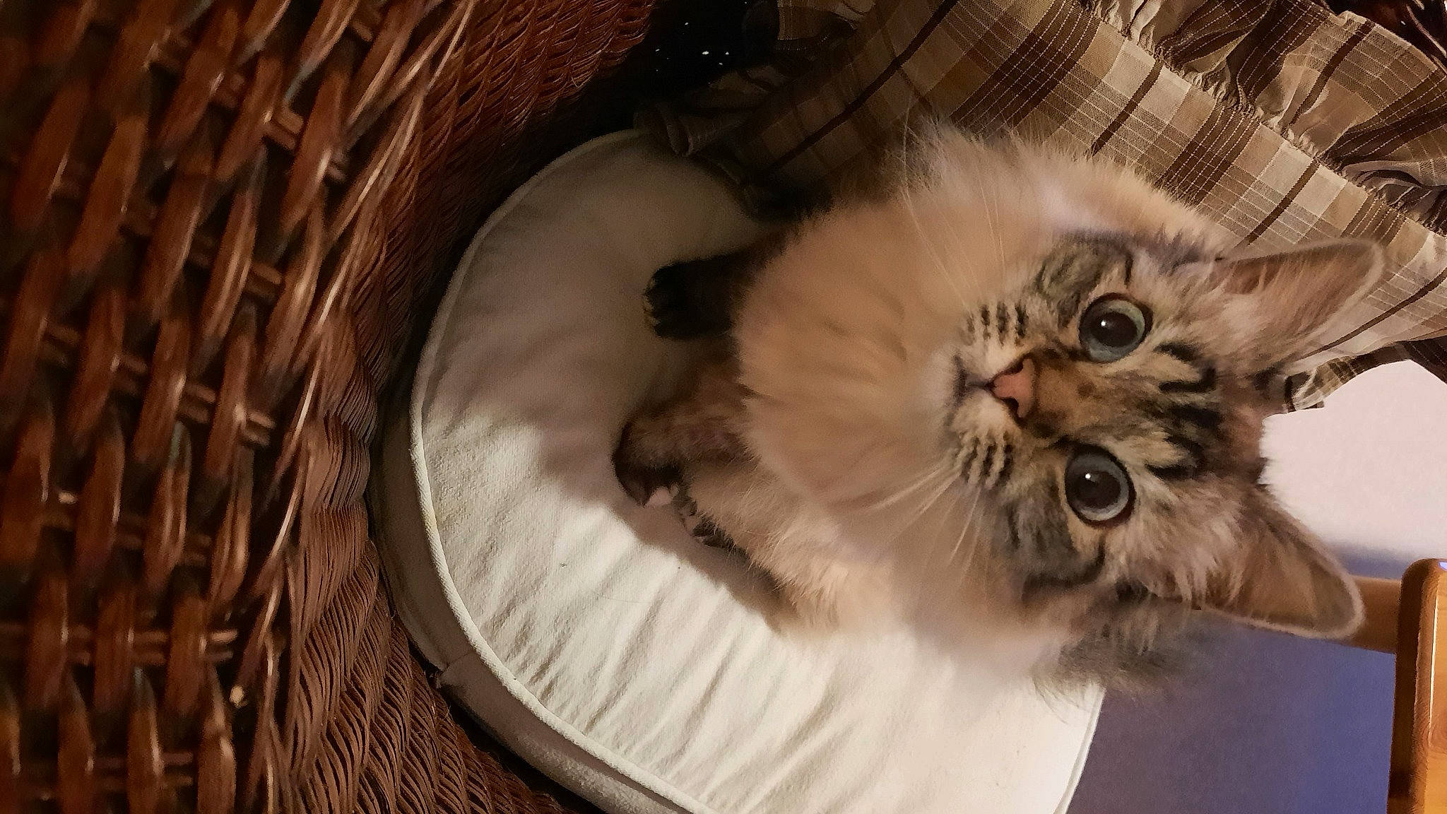 Hena participe au concours pour gagner de l'argent avec cette photo : basket, british_longhair, carnivore, cat, cat_bed, cat_supply, comfort, companion_dog, fawn, felidae, fur, paw, ragdoll, small_to_medium_sized_cats, snout, storage_basket, tail, whiskers, wicker, wood