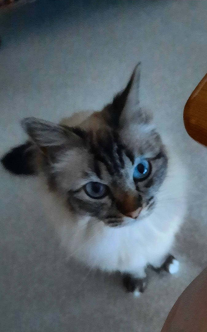 Hena a rejoint le concours — aidez-le/la à gagner de superbes lots ! carnivore, cat, cat_supply, domestic_short_haired_cat, fang, fawn, felidae, fur, paw, photo_caption, ragdoll, small_to_medium_sized_cats, tail, terrestrial_animal, whiskers, wood