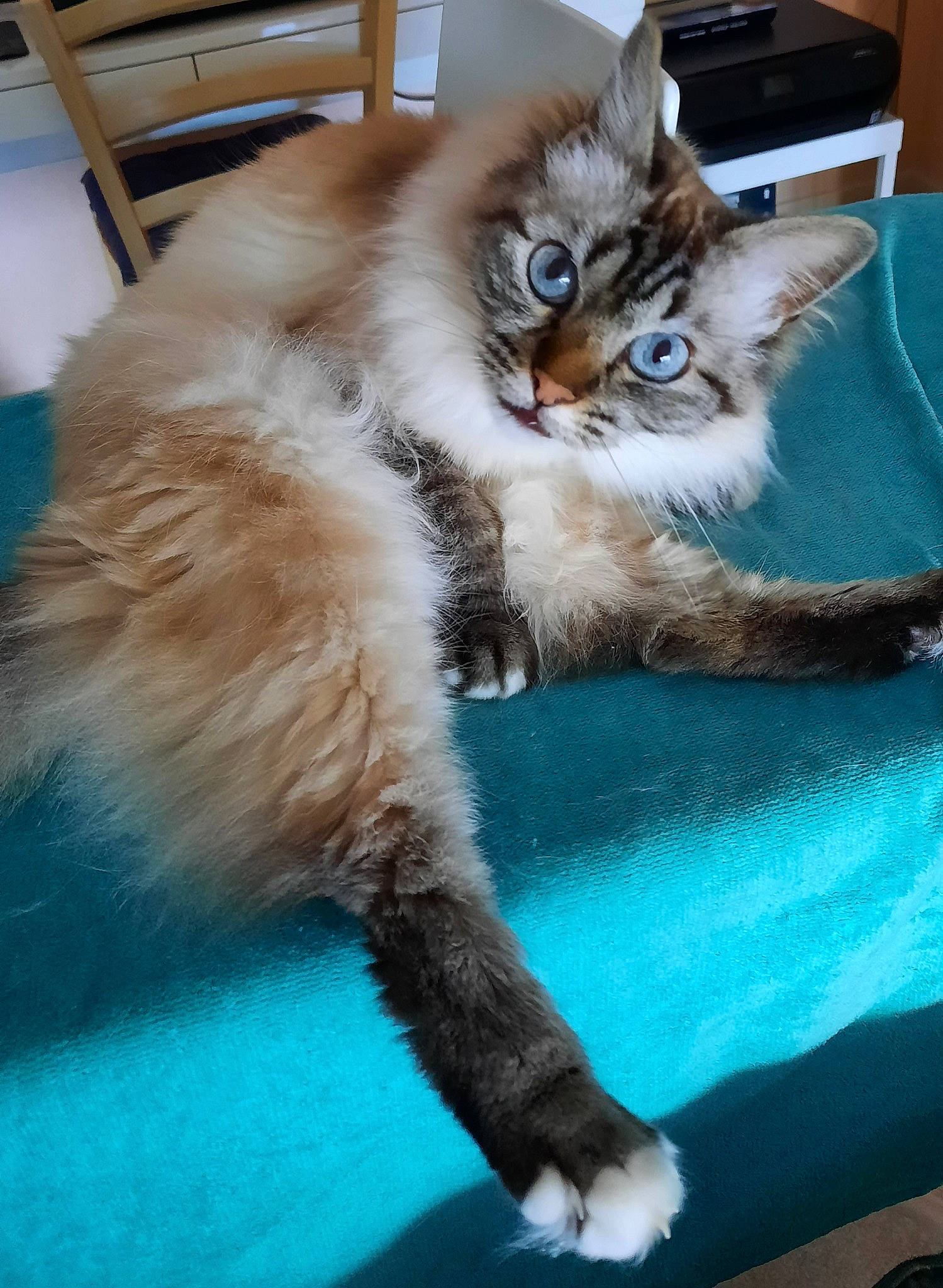 Hena a rejoint le concours — aidez-le/la à gagner de superbes lots ! carnivore, cat, claw, comfort, domestic_short_haired_cat, fawn, felidae, flooring, fur, paw, plant, small_to_medium_sized_cats, snout, tail, whiskers, window