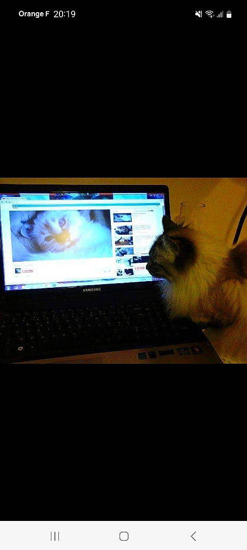 Hena participe au concours pour gagner de l'argent avec cette photo : cat, communication_device, computer, computer_hardware, desktop_computer, display_device, electronic_device, felidae, flat_panel_display, gadget, input_device, laptop, netbook, office_equipment, operating_system, output_device, peripheral, personal_computer, space_bar, touchpad