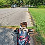 black, daytime, dog, grass, nature, outdoor, parked, pet, play, red, road, shadow, sidewalk, small_dog, street, suburban, sunlight, toy_motorcycle, trees, vehicle