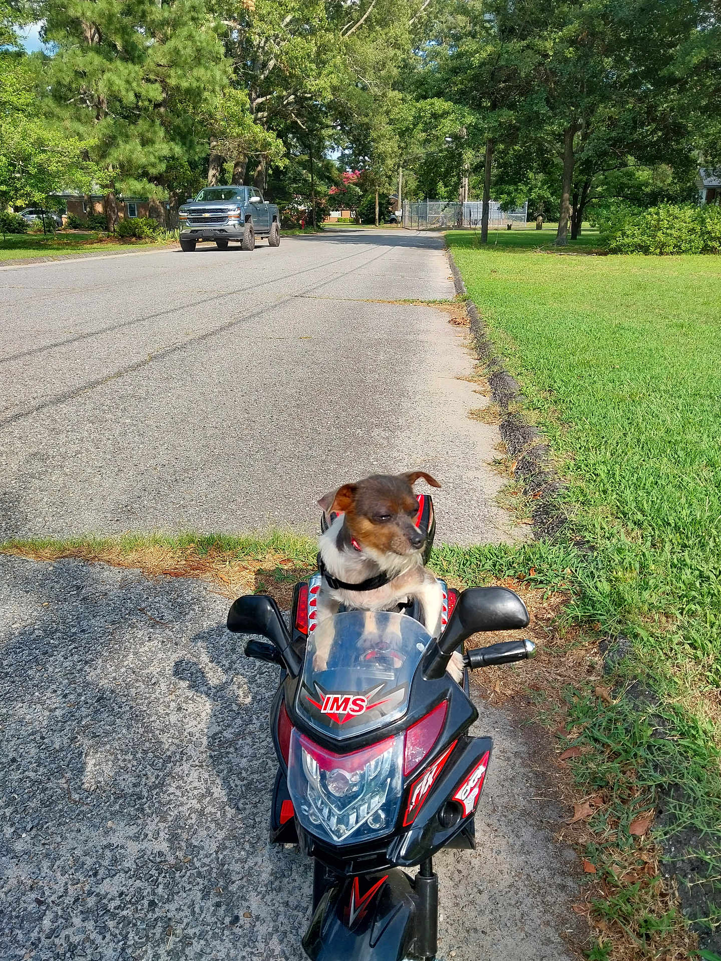 Oliver is registered to the contest to win money with this photo: dog, toy_motorcycle, street, suburban, grass, trees, sidewalk, daytime, outdoor, pet, vehicle, play, small_dog, black, red, parked, sunlight, nature, road, shadow