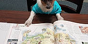 Oliver joined the competition — help win amazing prizes! dog, small_dog, turquoise_shirt, table, book, open_book, map, library, bookshelf, chair, wooden_chair, indoor, reading, curious, pet, animal, brown_and_white_dog, carpet, sitting, studious