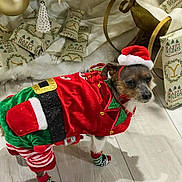 Oliver is registered to the contest to win money with this photo: dog, christmas, holiday, costume, santa_hat, elf_outfit, festive, gift_wrapping, ornament, floor, decorations, pet, indoor, seasonal, celebration, cute, small_dog, holiday_spirit, winter, festivity