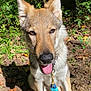 accessories, animal, canine, coyote, dog, grass, herbal, herbs, land, leash, nature, outdoors, pet, plant, rock, soil, strap, tree, vegetation, woodland