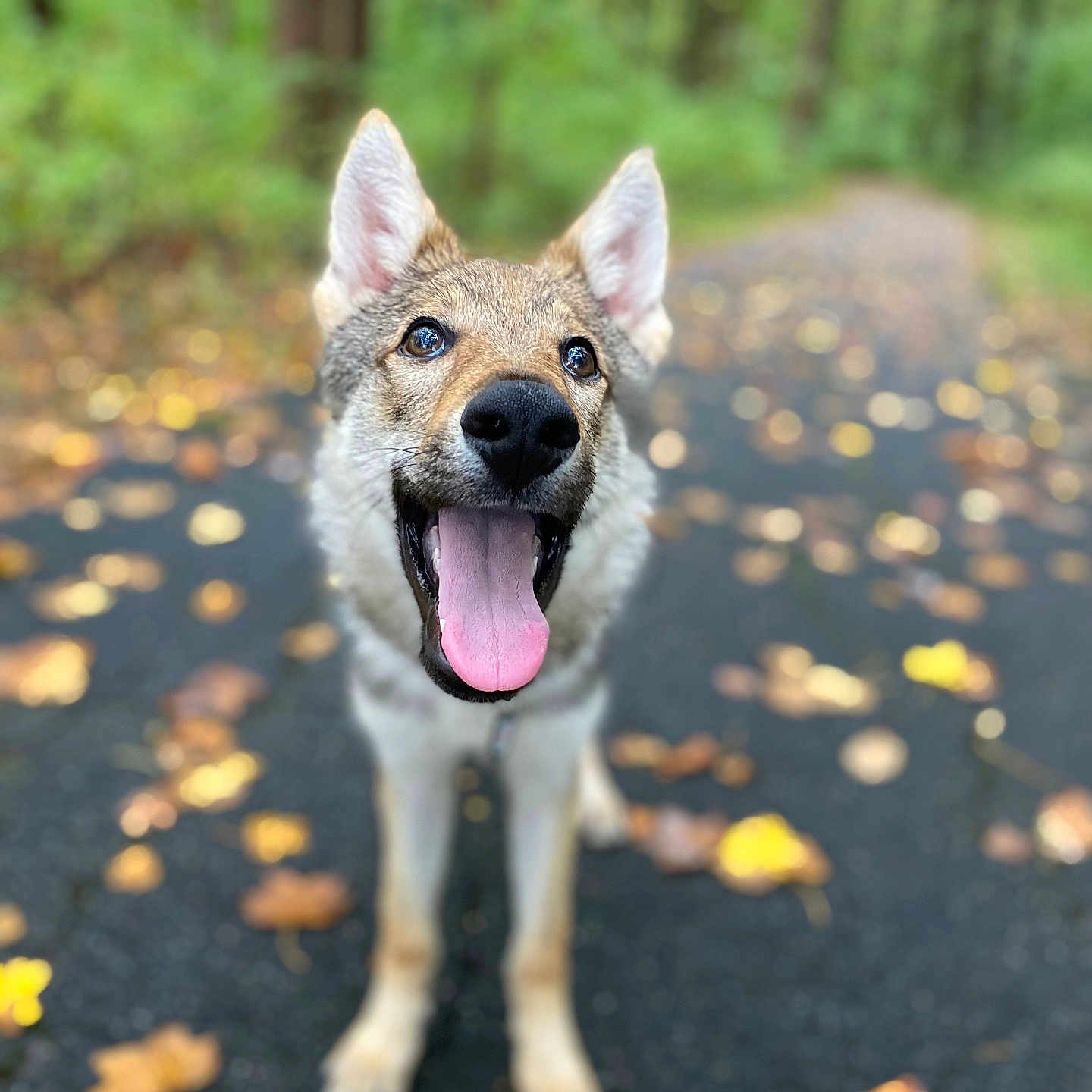 Cedar joined the competition — help win amazing prizes! animal, canine, coyote, dog, face, grass, grove, head, land, nature, outdoors, person, pet, photography, plant, portrait, puppy, tree, vegetation, woodland