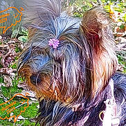 Violette a rejoint le concours — aidez-le/la à gagner de superbes lots ! dog, yorkshire_terrier, flower, fur, outdoor, autumn, leaves, moss, greenery, pet, animal, nature, sunlight, cute, small_dog, portrait, close_up, colorful, text_overlay, seasonal