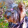 dog, yorkshire_terrier, flower, fur, outdoor, autumn, leaves, moss, greenery, pet, animal, nature, sunlight, cute, small_dog, portrait, close_up, colorful, text_overlay, seasonal