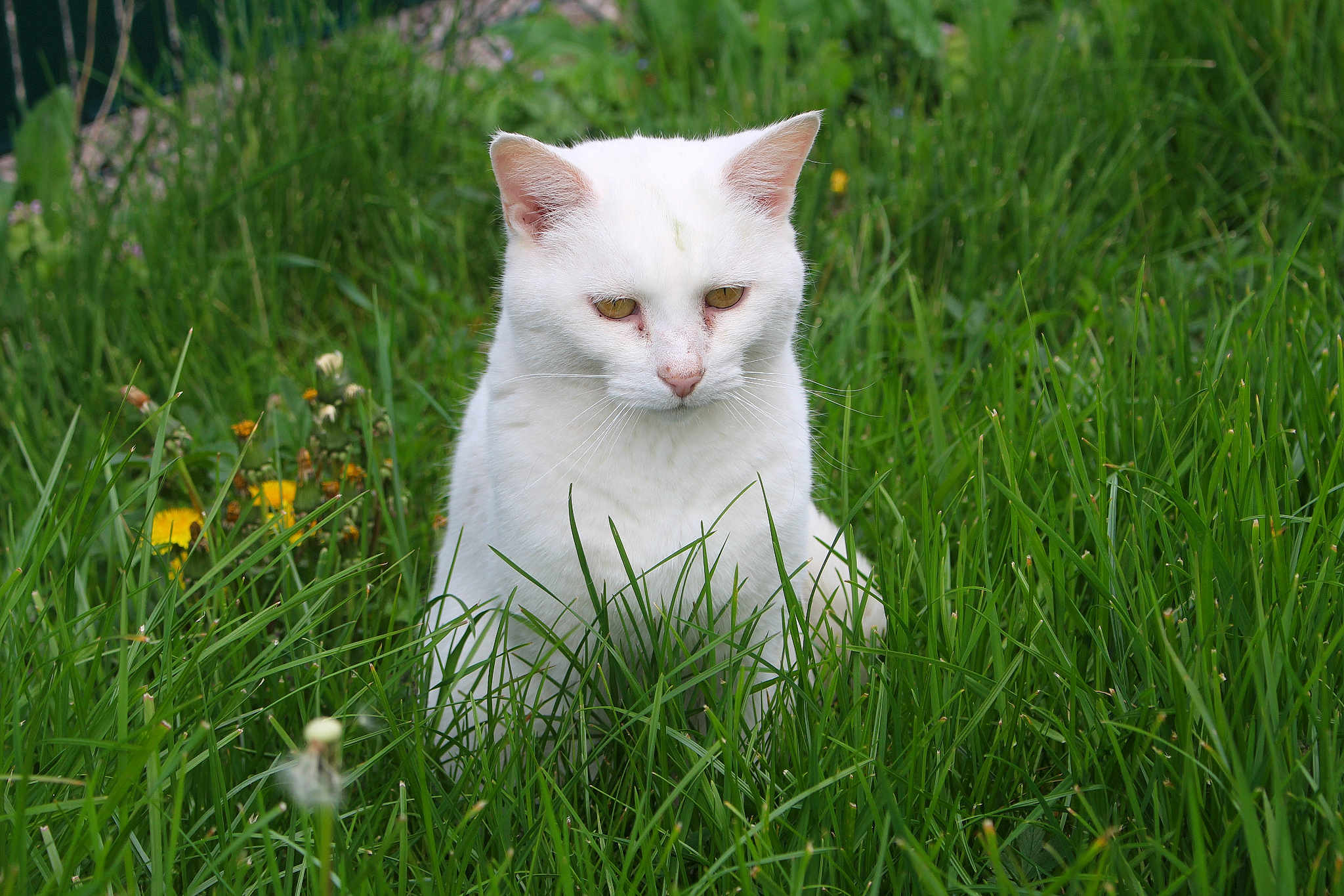 Garfield