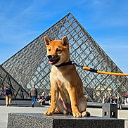 Andy a rejoint le concours — aidez-le/la à gagner de superbes lots ! animal, architecture, blue_sky, daytime, dog, glass_pyramid, happy, leash, louvre_museum, outdoor, pet, puppy, shiba_inu, sitting, stone_pedestal, sunny, tourists, travel, urban, walking