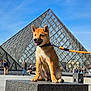 animal, architecture, blue_sky, daytime, dog, glass_pyramid, happy, leash, louvre_museum, outdoor, pet, puppy, shiba_inu, sitting, stone_pedestal, sunny, tourists, travel, urban, walking
