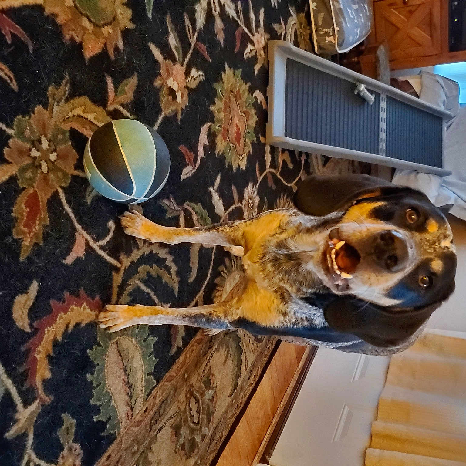 Daisy Mae
