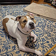 Ocean joined the competition — help win amazing prizes! dog, pet, animal, portrait, lying_down, indoors, living_room, rug, carpet, brown_and_white, short_hair, collar, tag, wide_eyes, floppy_ears, snout, paws, furniture, pet_bed, home_decor