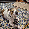 dog, pet, animal, portrait, lying_down, indoors, living_room, rug, carpet, brown_and_white, short_hair, collar, tag, wide_eyes, floppy_ears, snout, paws, furniture, pet_bed, home_decor