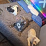 bed, bedding, black_and_white_dog, blanket, chain, collar, dog, floor, furniture, gray_dog, headboard, indoor, neon_lights, pet, pillow, resting, sleeping, wall_art, white_dog, wood_floor