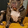 Daryl participe au concours pour gagner de l'argent avec cette photo : animal, blanket, brown, bulldog, canine, chain_collar, companion, cute, dog, domestic, furniture, indoor, mammal, pet, plant, portrait, resting, sitting, white, window