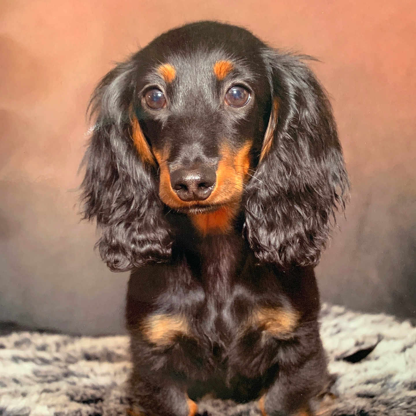 Oslo a rejoint le concours — aidez-le/la à gagner de superbes lots ! adorable, animal, black, blanket, cute, dachshund, dog, ears, front_view, fur, indoors, long_haired, looking_at_camera, pet, portrait, puppy, small_dog, soft_light, tan, texture