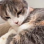 Lollita is registered to the contest to win money with this photo: cat, close_up, fur, gray, white, orange, window, natural_light, indoor, pet, relaxed, cozy, animal, whiskers, face, ears, soft, sleepy, cute, domestic