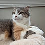 cat, feline, pet, indoor, window, blind, fur, cozy, bed, resting, relaxed, animal, whiskers, soft, cute, tri_color, domestic_cat, portrait, side_view, sleepy