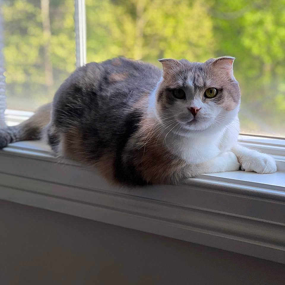 Lollita is registered to the contest to win money with this photo: animal, blurred_background, brown, calm, cat, cute, domestic_cat, fur, gray, greenery, indoor, natural_light, pet, portrait, relaxed, resting, whiskers, white, window, windowsill