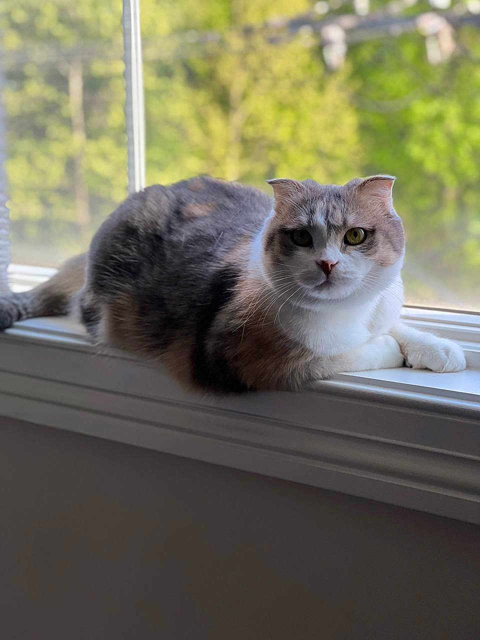 Lollita is registered to the contest to win money with this photo: cat, windowsill, indoor, animal, pet, fur, relaxed, natural_light, greenery, blurred_background, whiskers, white, gray, brown, calm, domestic_cat, window, resting, cute, portrait