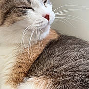 Lollita joined the competition — help win amazing prizes! cat, feline, whiskers, fur, indoor, pet, animal, closeup, sleepy, cute, domestic, mammal, relaxed, soft, tabby, face, nose, ears, window, background