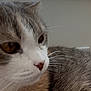 Lollita joined the competition — help win amazing prizes! cat, close_up, fur, whiskers, window_sill, resting, pet, indoor, animal, calm, brown, gray, white, face, portrait, domestic_cat, feline, soft_light, side_view, cute
