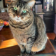 Stitch joined the competition — help win amazing prizes! animal, appliance, cabinet, cat, curious, domestic_cat, feline, floor_rug, fur, green_eyes, indoors, kitchen, painting, pet, portrait, sunlight, tabby, table, whiskers, wooden_table