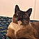 Nala