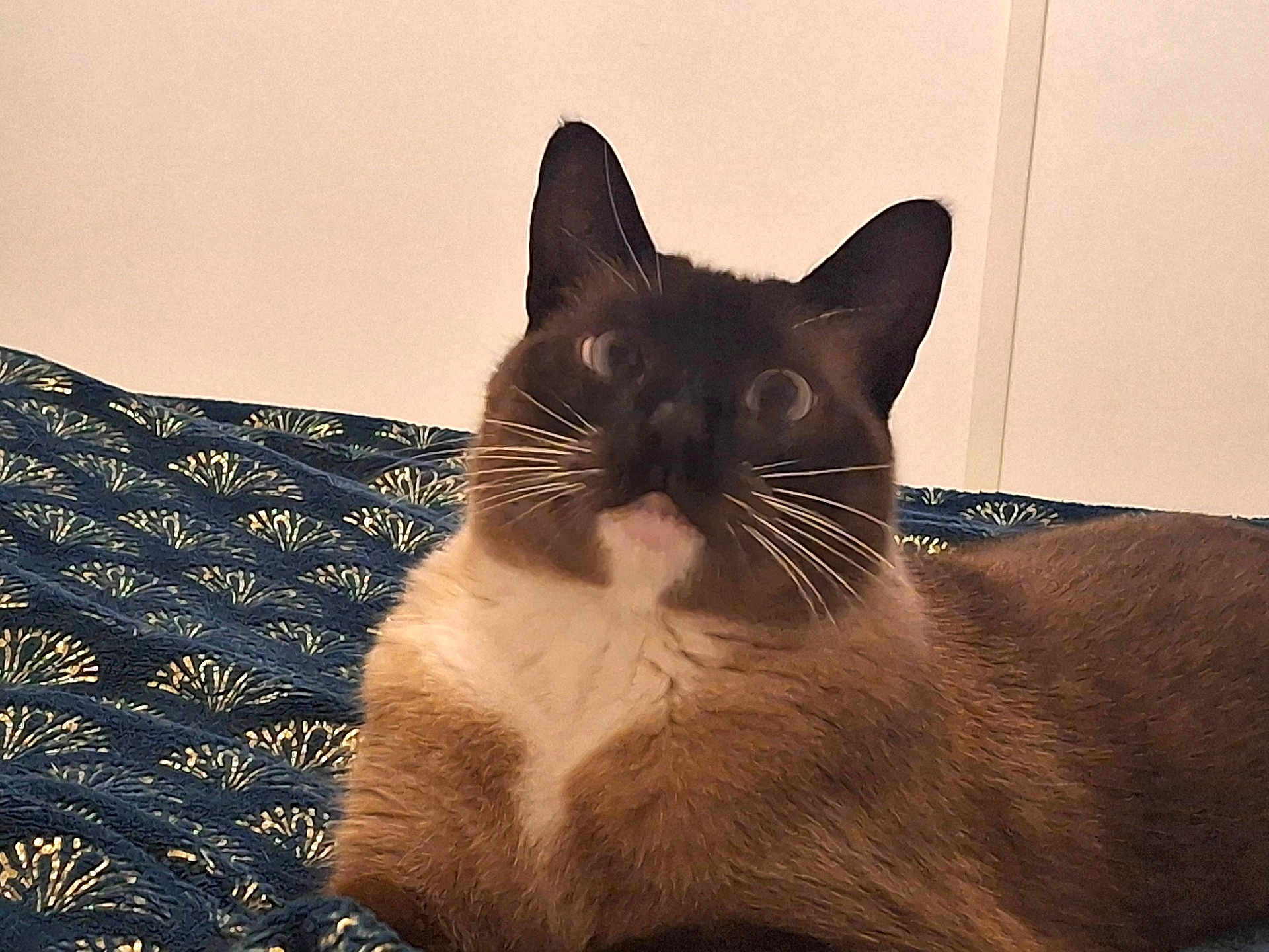 Nala
