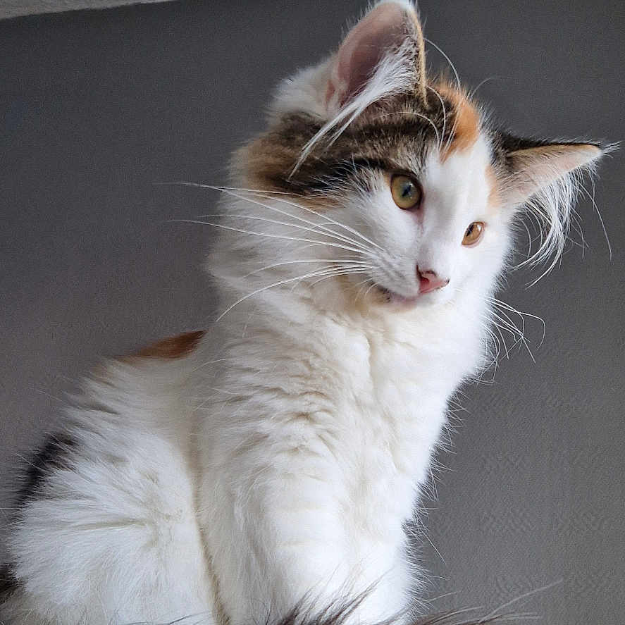 Tiya
