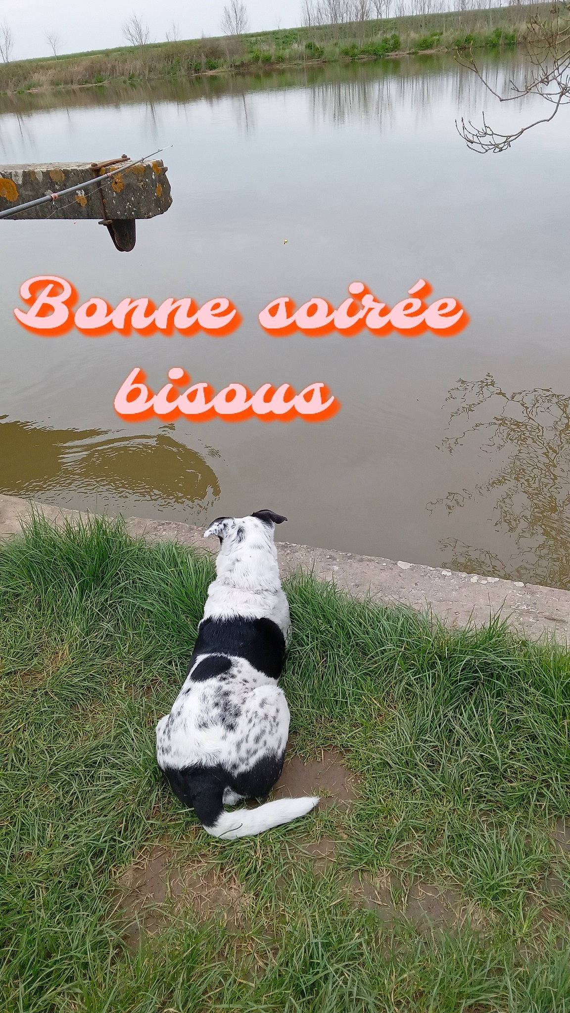 Roxane a rejoint le concours — aidez-le/la à gagner de superbes lots ! advertising, beak, bird, carnivore, companion_dog, dog_breed, font, grass, grassland, happy, lake, landscape, natural_landscape, nature, photo_caption, plant, seabird, tail, water, wildlife