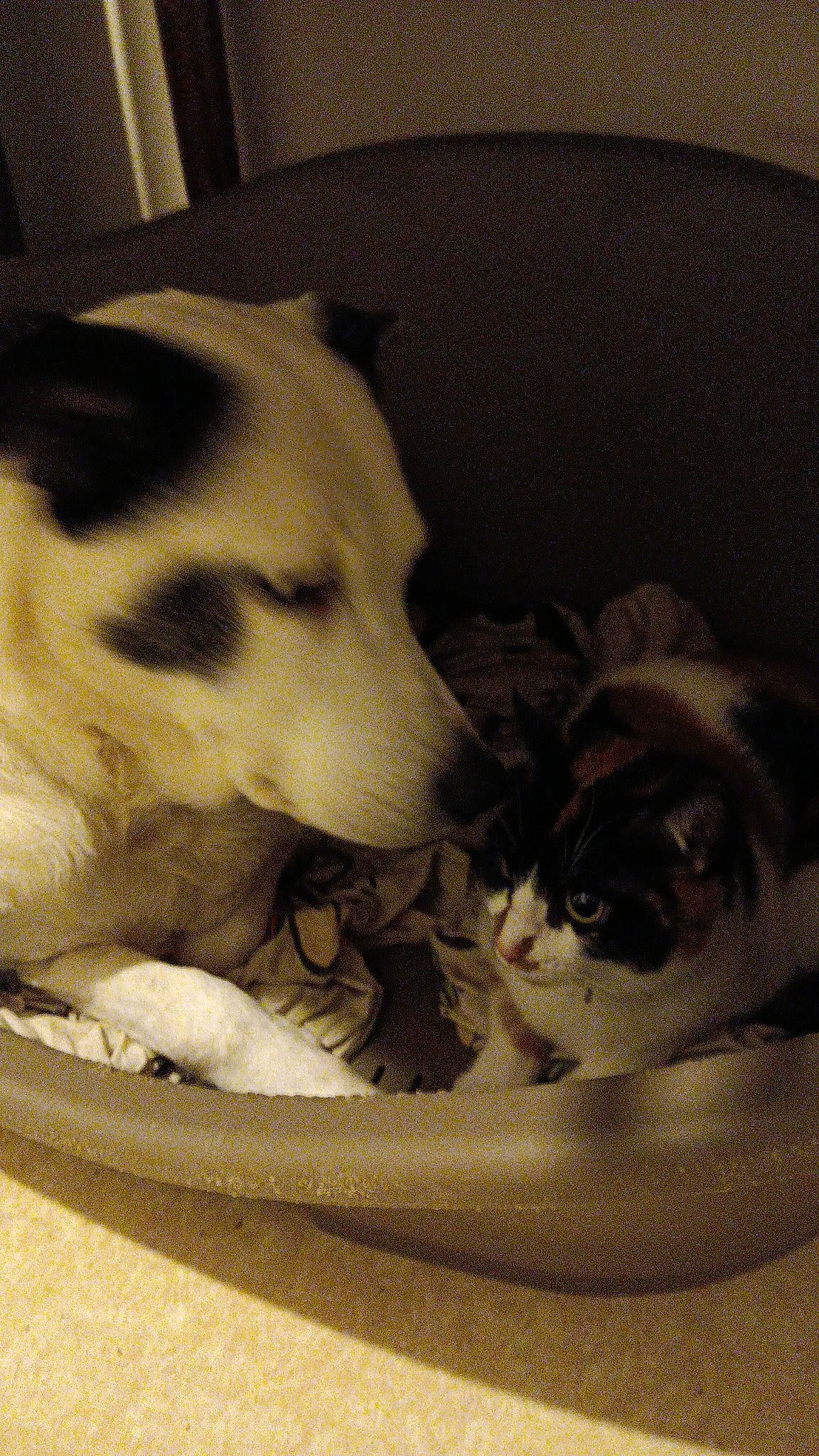 Roxane participe au concours pour gagner de l'argent avec cette photo : canidae, carnivore, cat, comfort, companion_dog, dog, dog_breed, domestic_short_haired_cat, fawn, felidae, fur, linens, monochrome, monochrome_photography, nap, paw, small_to_medium_sized_cats, snout, tail, whiskers