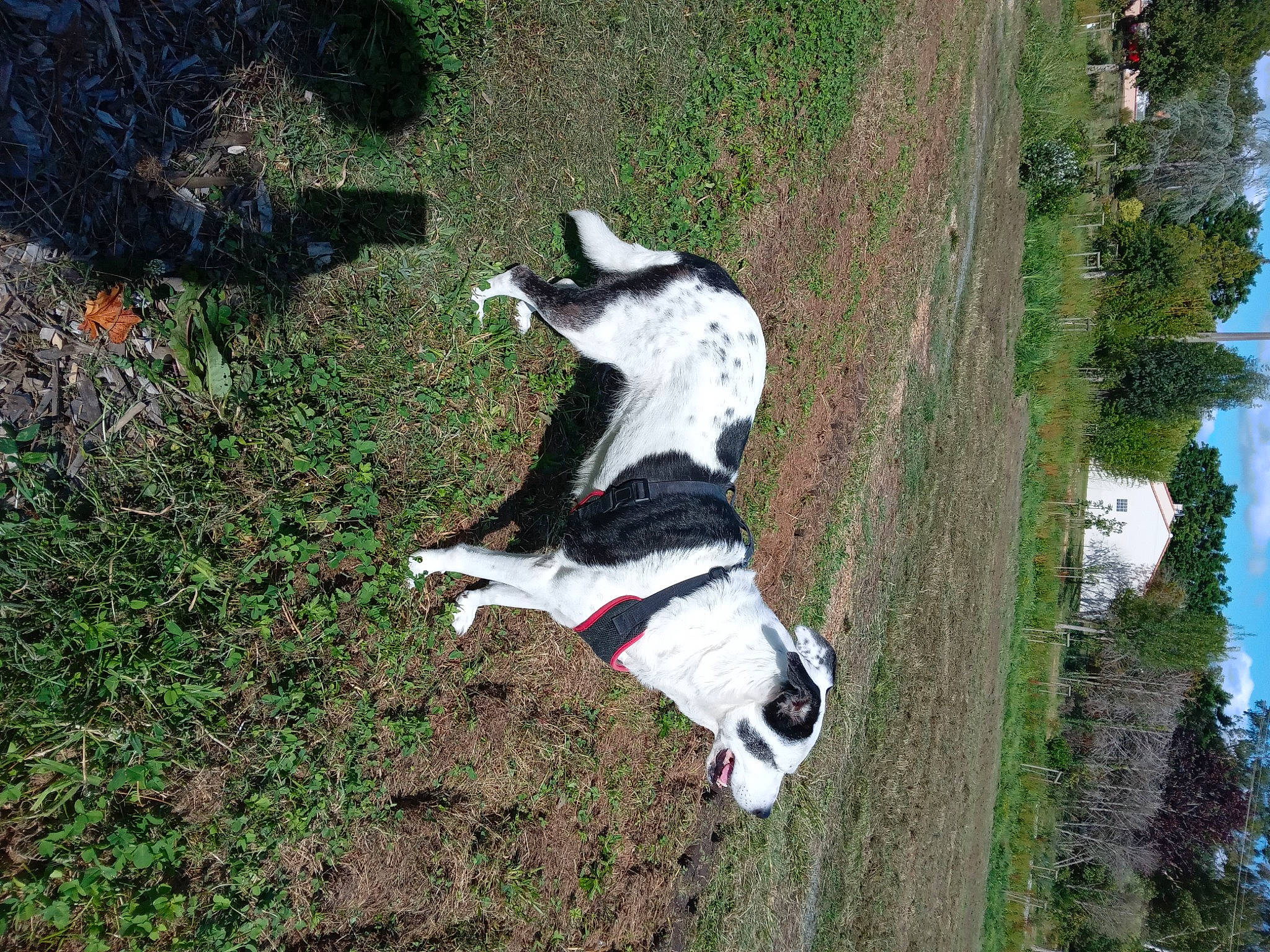 Roxane a rejoint le concours — aidez-le/la à gagner de superbes lots ! art, canidae, carmine, carnivore, companion_dog, dog, dog_breed, grass, plant, recreation, shrub, sky, slope, sporting_group, tail, terrestrial_animal, tree, trunk, water, working_animal