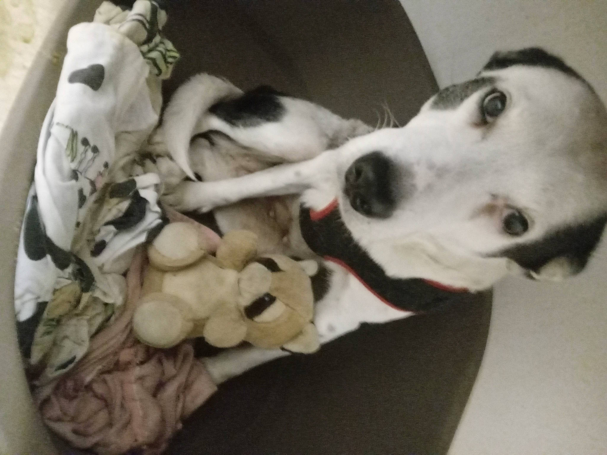 Roxane a rejoint le concours — aidez-le/la à gagner de superbes lots ! canidae, carnivore, comfort, companion_dog, dog, dog_breed, fawn, felidae, fur, non_sporting_group, paw, snout, sporting_group, tail, toy, whiskers, working_animal, working_dog