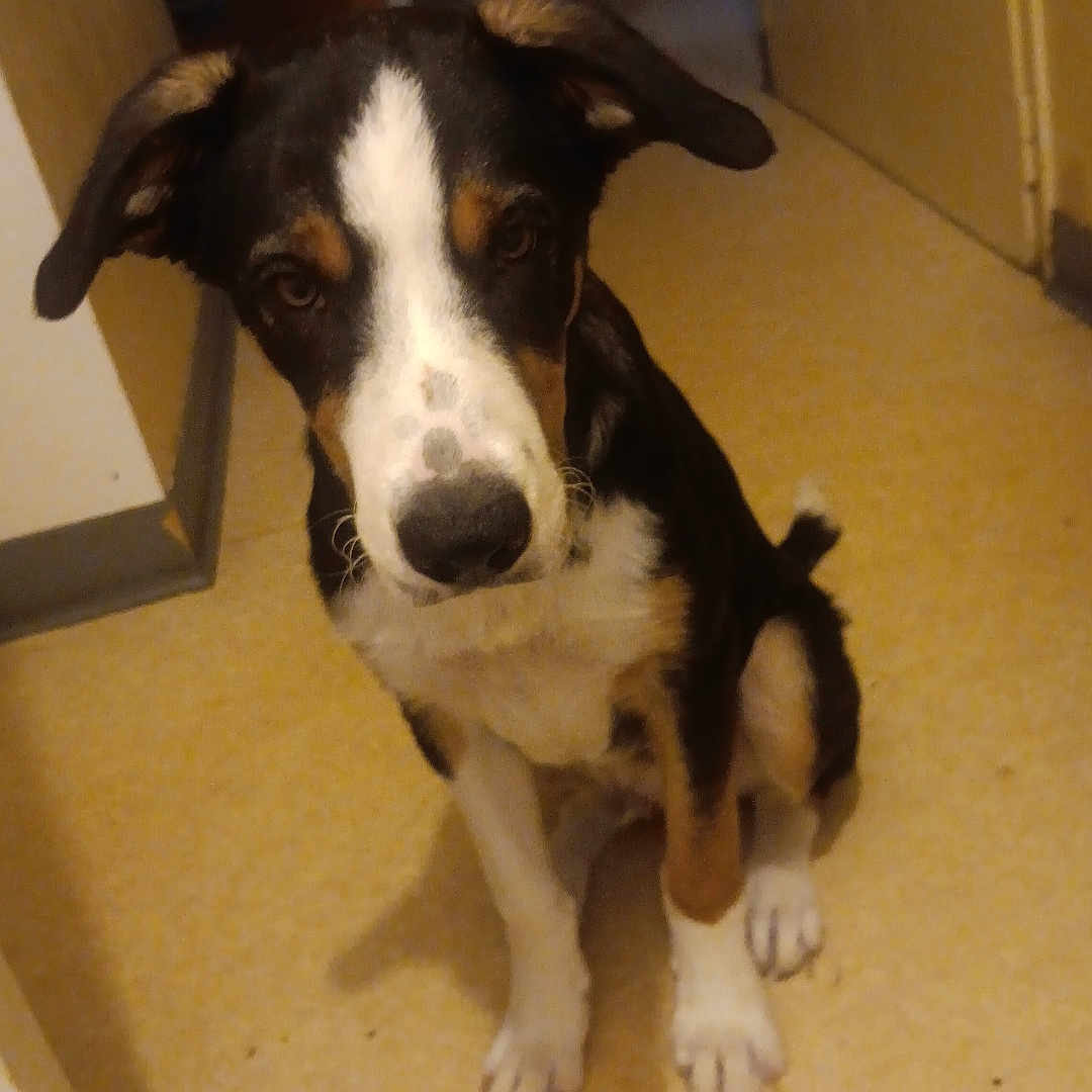 Rocky participe au concours pour gagner de l'argent avec cette photo : dog, puppy, indoor, hallway, pet, animal, canine, curious, sitting, floor, brown, black, white, ears, eyes, nose, waiting, looking_up, young, fur