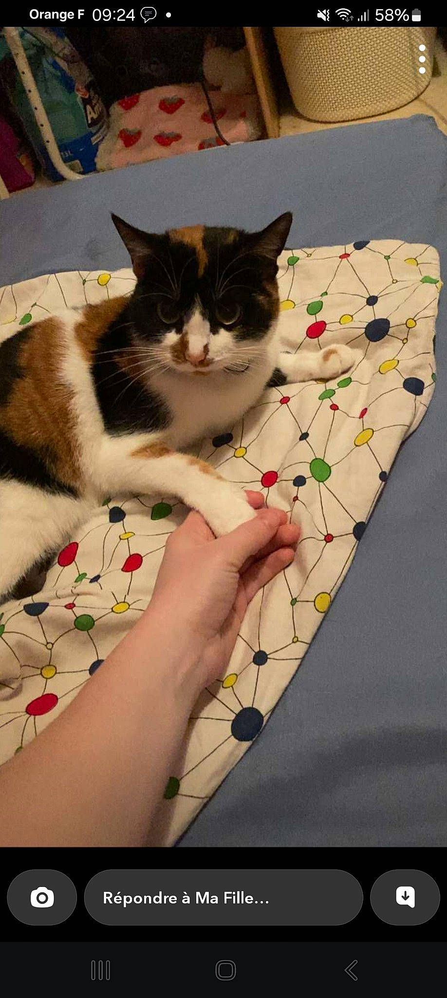 Zora a rejoint le concours — aidez-le/la à gagner de superbes lots ! art, carnivore, cat, comfort, domestic_short_haired_cat, felidae, flooring, fur, hand, lap, linens, nail, pattern, paw, publication, recreation, small_to_medium_sized_cats, tail, visual_arts, whiskers