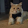 cat, feline, bow_tie, carpet, indoor, pet, fluffy, orange_cat, cute, animal, portrait, whiskers, paws, relaxed, looking_at_camera, mammal, furry, domestic_animal, closeup, front_view