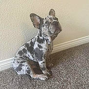 Piper joined the competition — help win amazing prizes! dog, puppy, french_bulldog, merle_pattern, sitting, carpet, indoor, wall, curious, pet, animal, ears, small_dog, looking_up, cute, household, domestic, canine, companion, young