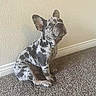 dog, puppy, french_bulldog, merle_pattern, sitting, carpet, indoor, wall, curious, pet, animal, ears, small_dog, looking_up, cute, household, domestic, canine, companion, young