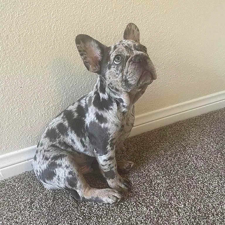 Piper