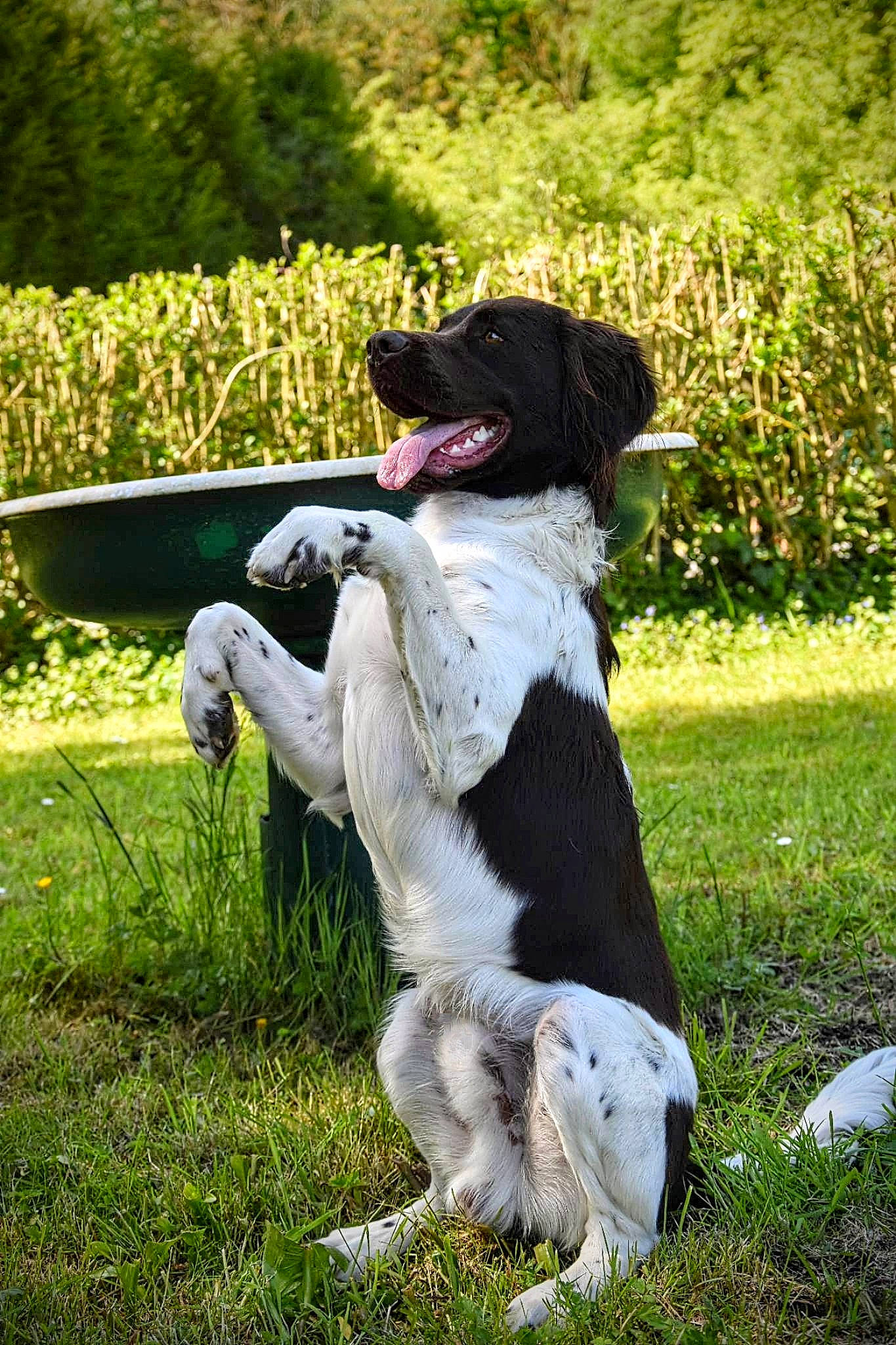 Tyno participe au concours pour gagner de l'argent avec cette photo : canidae, carnivore, collar, companion_dog, dog, dog_breed, dog_collar, fur, grass, gun_dog, hunting_dog, lawn, leash, plant, pointing_breed, shrub, sporting_group, tail, working_animal, working_dog