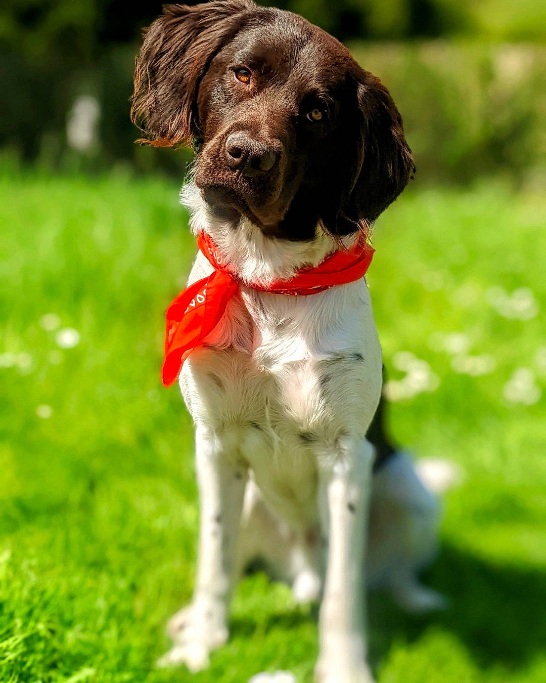 Tyno a rejoint le concours — aidez-le/la à gagner de superbes lots ! canidae, carnivore, collar, companion_dog, dog, dog_breed, dog_collar, grass, gun_dog, leash, liver, pointing_breed, retriever, spaniel, sporting_group, stichelhaar, working_animal