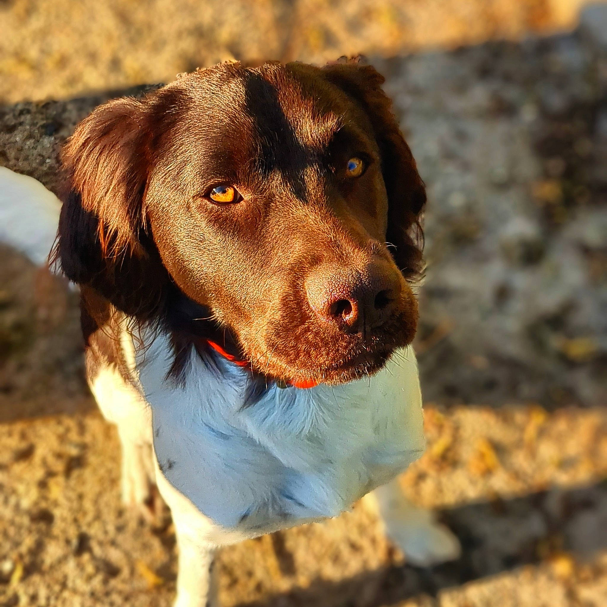 Tyno a rejoint le concours — aidez-le/la à gagner de superbes lots ! canidae, carnivore, collar, companion_dog, dog, dog_breed, dog_collar, fur, gun_dog, hunting_dog, liver, pointing_breed, snout, sporting_group, whiskers, working_animal, working_dog