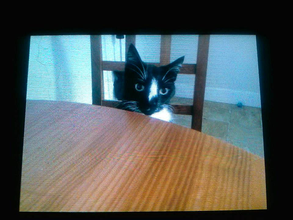 Nico joined the competition — help win amazing prizes! black, black_cat, carnivore, cat, design, domestic_short_haired_cat, eye, felidae, floor, flooring, hardwood, mammal, photograph, photography, room, small_to_medium_sized_cats, snapshot, square, whiskers, wood