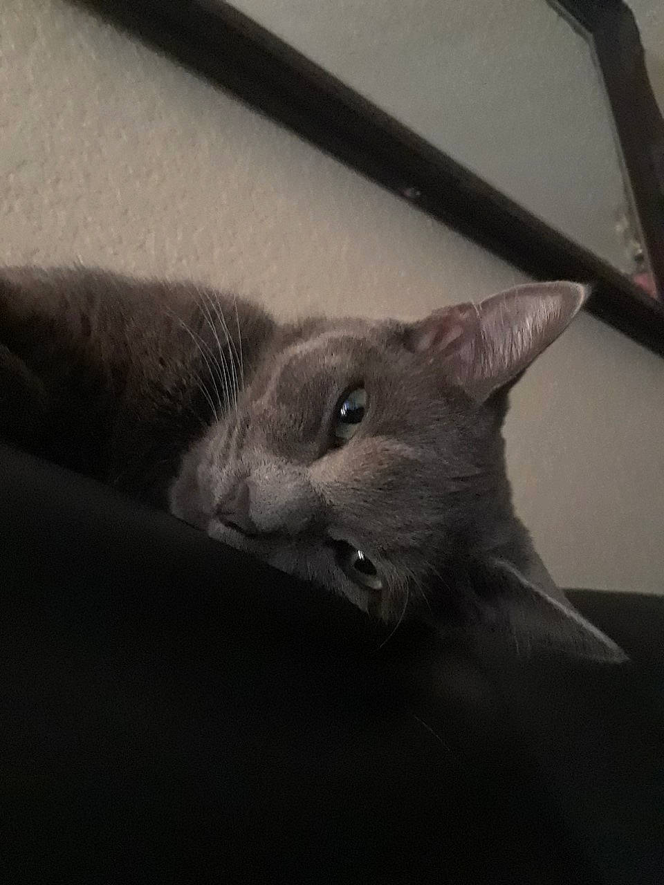 Little One joined the competition — help win amazing prizes! burmese, carnivore, cat, chartreux, domestic_short_haired_cat, felidae, kitten, korat, mammal, nebelung, oriental_longhair, oriental_shorthair, russian_blue, small_to_medium_sized_cats, snout, tonkinese, whiskers