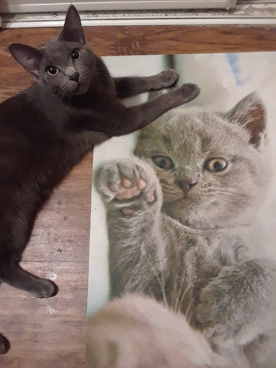 Little One is registered to the contest to win money with this photo: asian, british_shorthair, burmese, carnivore, cat, chartreux, domestic_short_haired_cat, european_shorthair, felidae, kitten, korat, mammal, nebelung, polydactyl_cat, russian_blue, small_to_medium_sized_cats, snout, vertebrate, whiskers